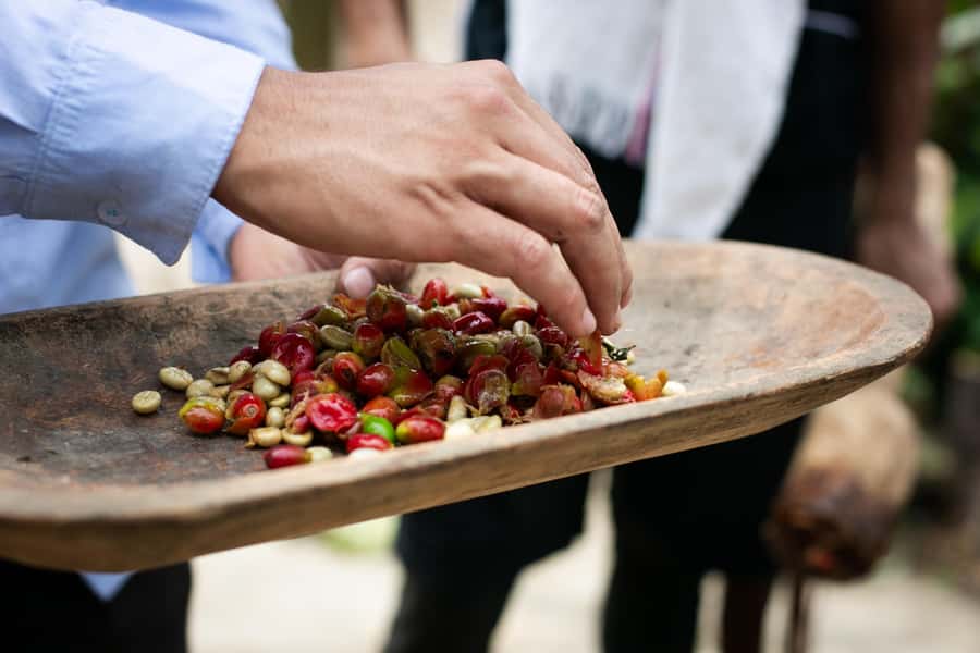 Medellin: Coffee Tour, Horseback Arrival, and Sugar Cane - What You Learn About Coffee Processing, Milling, Drying, and Brewing