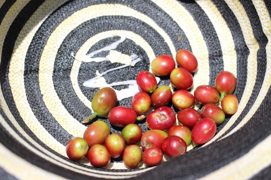 Medellin: Coffee Tour with Hotel Transfers and Meals - Who should book this Medellín coffee tour, and who should skip it