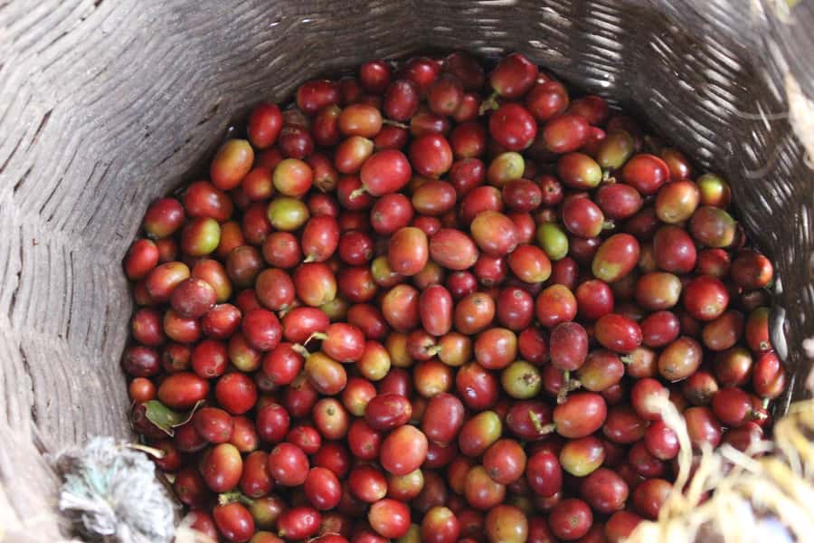 Medellin: Coffee Tour with Hotel Transfers and Meals - Fiambre paisa lunch in Casagrande, plus the view that makes it taste better