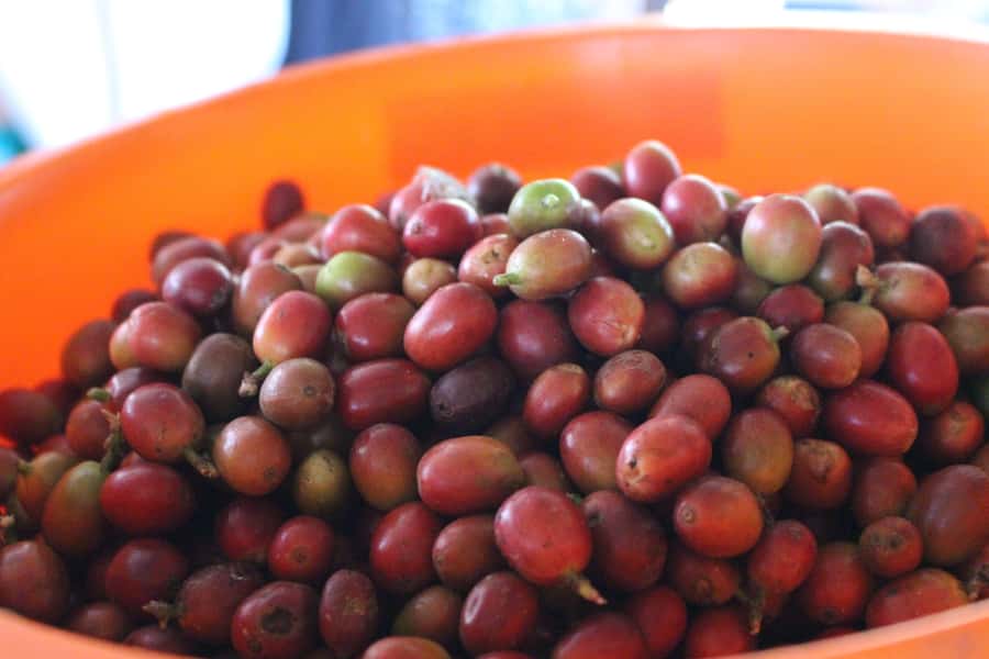 Medellin: Coffee Tour with Hotel Transfers and Meals - Price and value at $70 per person, is it worth it?