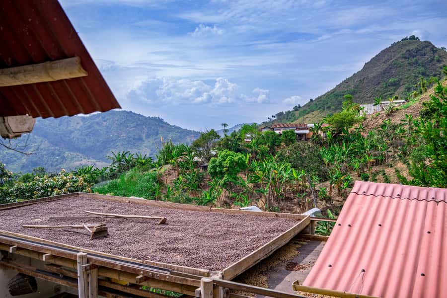 Medellin: Coffee Tour with Transport, Snacks and Tastings - Medellín to D’Arrieros: a quick change of pace