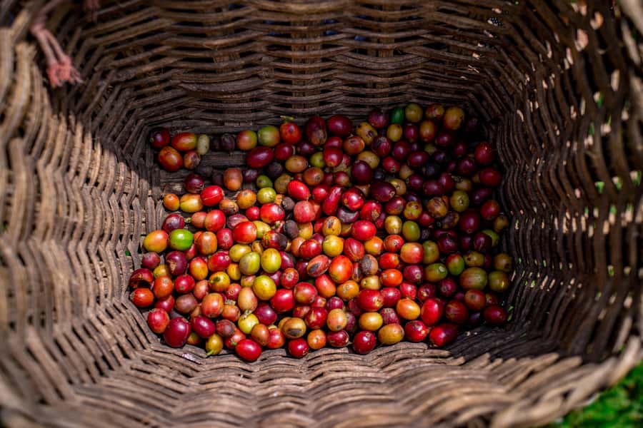 Medellin: Coffee Tour with Transport, Snacks and Tastings - Coffee picking and the process walk you actually remember