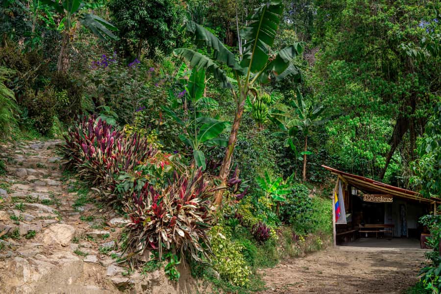 Medellin: Coffee Tour with Transport, Snacks and Tastings - Price and value: what your $80 actually covers