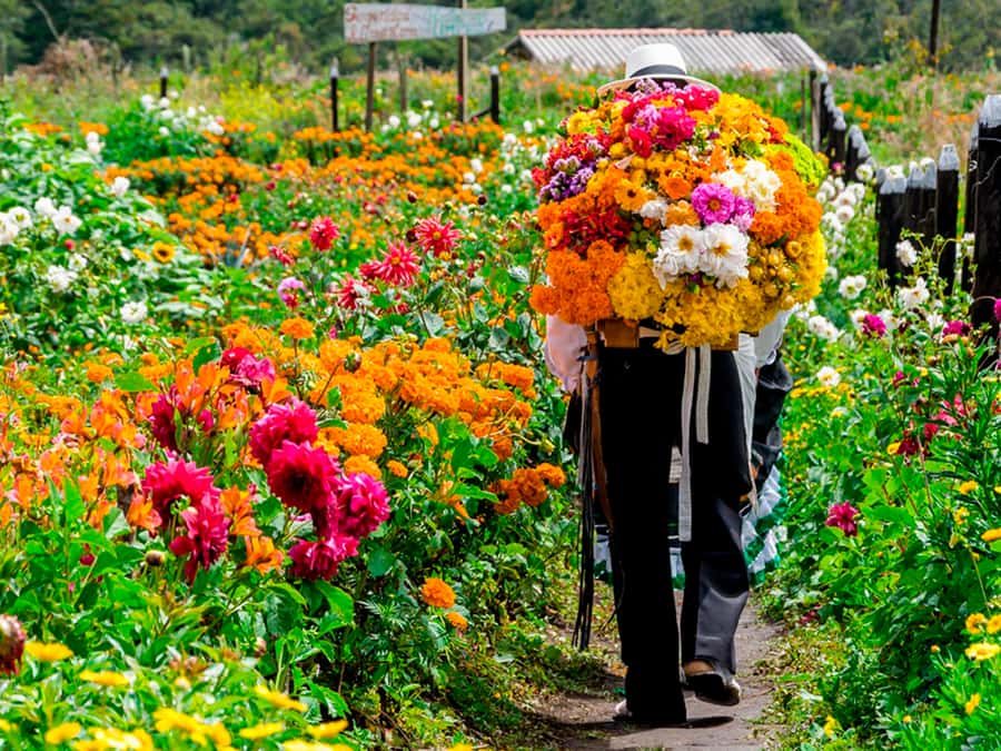 Medellín: Flower Farm & Silletero History Tour - Key Things I’d Pay Attention To