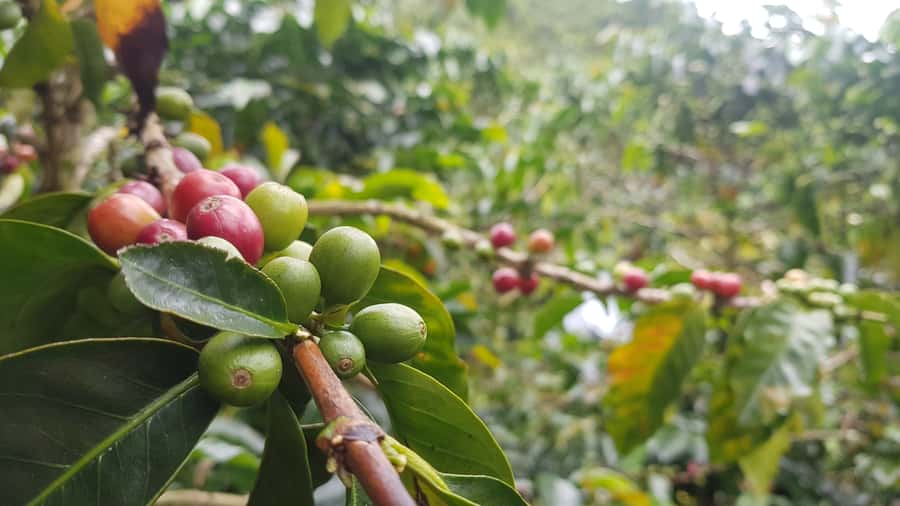 Medellin: Guatape, El Peñol Coffee Farm Private Tour & Fruit - Coffee Farm Tour in El Peñol: From Plant to Cup