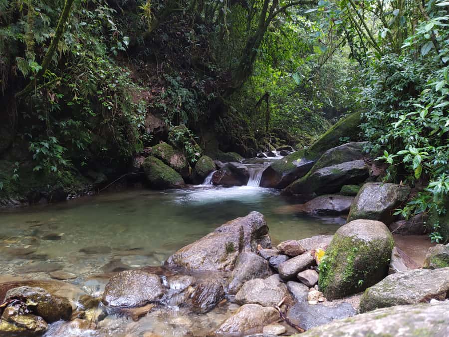 Medellín: Nature Experience & Waterfall-Hike - Walking through Andean cloud forest, the real “wow” feeling