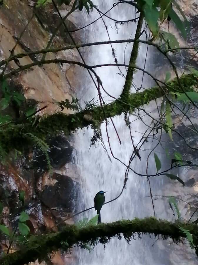 Medellín: Secret Waterfall Hike Tour with Snack and Coffee - Reaching the waterfall: swimming time and how to handle the slick stuff