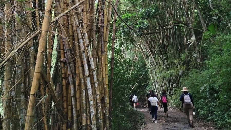 Minca: Hidden Waterfall + Coffee and Cocoa Workshop - Getting to the waterfall: shorter vehicle legs, more forest time