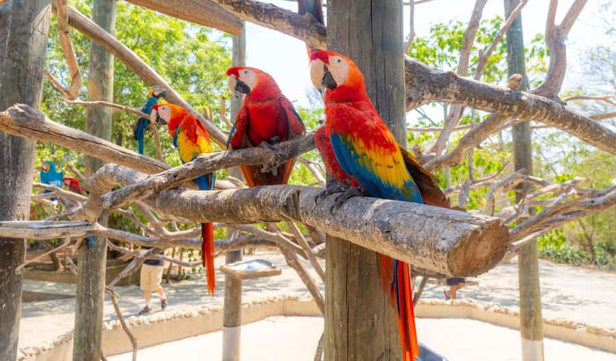 National Aviary and Playa Blanca Plankton Full-Day Tour - Who this tour suits best, and who should skip