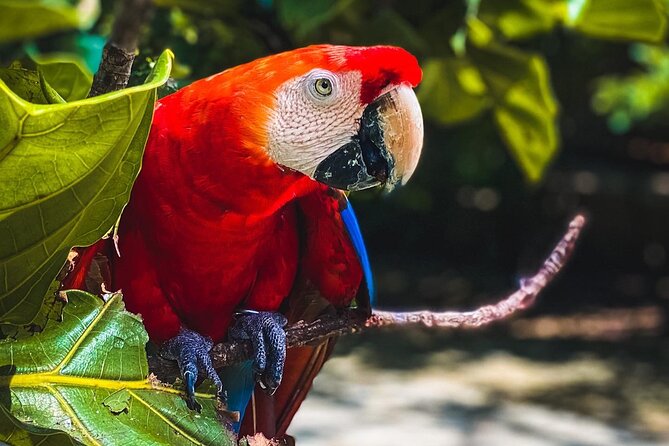National Aviary & Mambo Beach Club Baru - Playa Blanca - National Aviary and Playa Blanca in one early-morning day