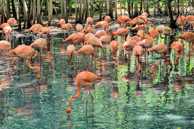 National Aviary & Mambo Beach Club Baru - Playa Blanca - Price and value: what $107 per group really means for you