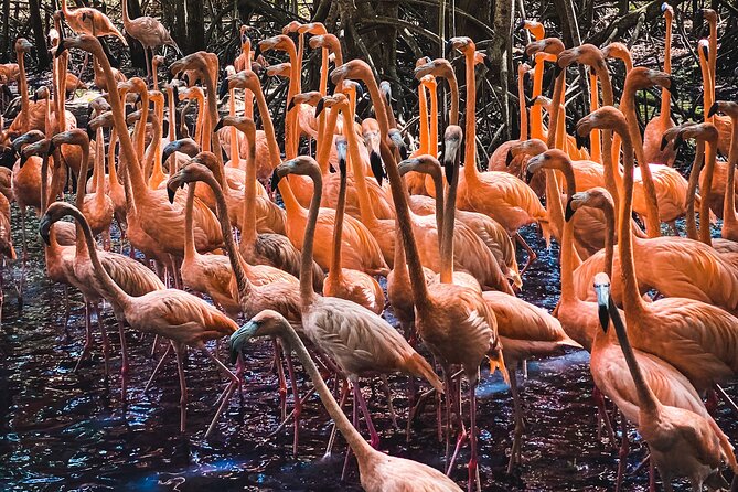 National Aviary & Mambo Beach Club Baru - Playa Blanca - From hotel pickup to the aviary: timing and the bumpy road factor