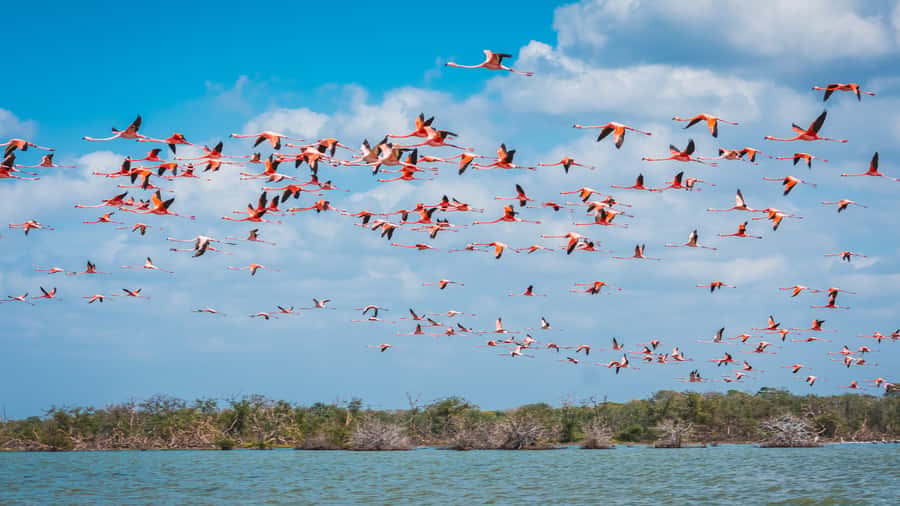Palomino: Sanctuary of Flamingos Day Tour - Key Things That Make This Tour Work