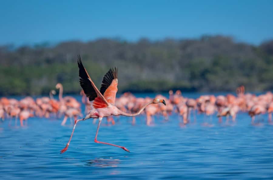 Palomino: Sanctuary of Flamingos Day Tour - Inside the Sanctuary: Understanding Flamingos Beyond the Photos
