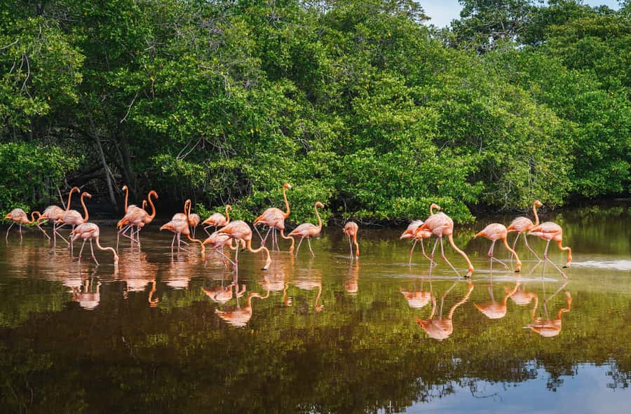 Palomino: Sanctuary of Flamingos Day Tour - Should You Book This Palomino Flamingos Sanctuary Tour?