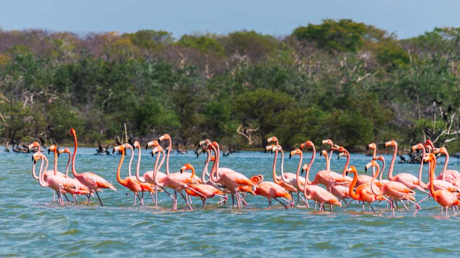 Palomino: Sanctuary of Flamingos Day Tour - From Palomino Pickup to Shrimp’s Beach: Your Start on the Salty Road
