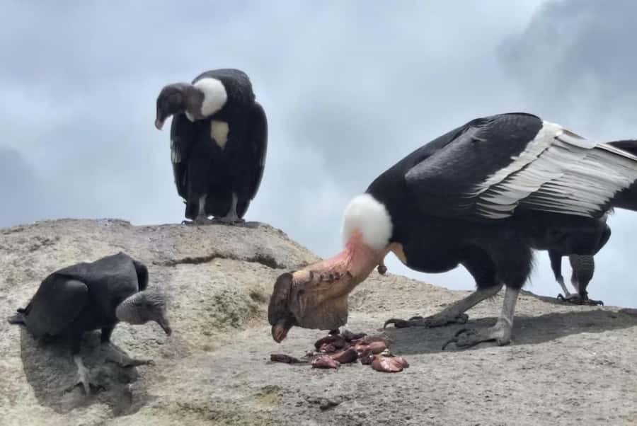 Popayan: Condor Watching in Purace + San Juan Hot Springs - Mirador avistamiento del CONDOR, and why Condor Stone is the center of gravity