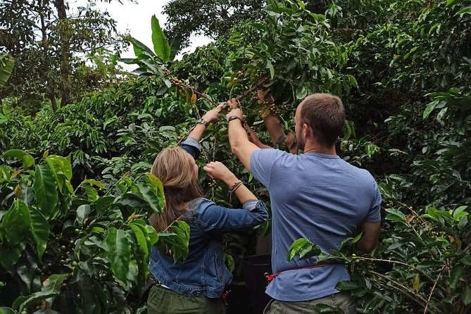 Private coffee tour near Medellín, from bean to cup. - From seed to cup: what you learn on the family farm
