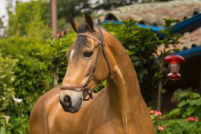 Private Guided Tour of Colombia’s Paso Fino Horse - Bogotá to El Rosal: your coffee welcome and the ride that sets the pace