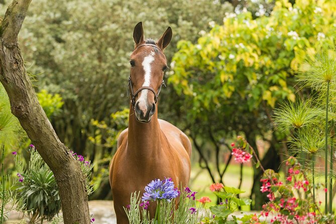 Private Guided Tour of Colombia’s Paso Fino Horse - Inside Criadero Lusitania: facility stations and emblematic horses