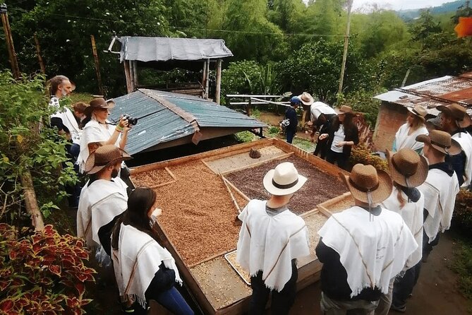 Salento and Cócora Tour plus Coffee Farm from Pereira or Armenia - Valle del Cocora: wax palms, a guided palm forest walk, and condor country