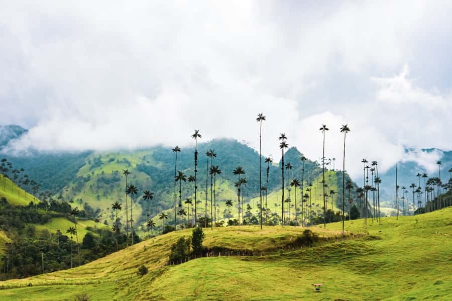 Salento, Cocora and Filandia Tour from Pereira or Armenia - Salento, Cocora, Filandia: the half-day combo that hits all the right notes