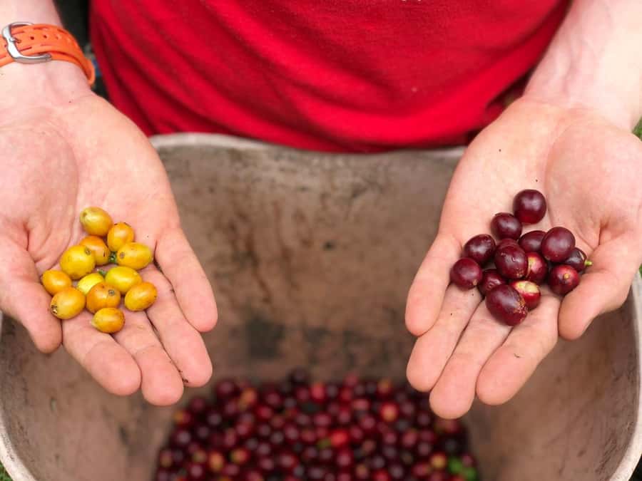 Salento: Coffee Farm Tour with Tasting - Key things to know before you go