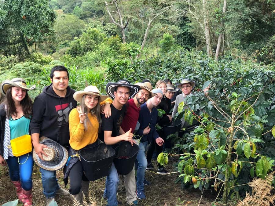 Salento: Coffee Farm Tour with Tasting - Hands-on planting and cherry picking, where coffee stops being abstract