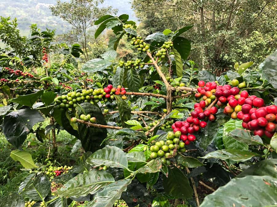 Salento: Coffee Farm Tour with Tasting - Timing and pacing: when 5 hours becomes shorter