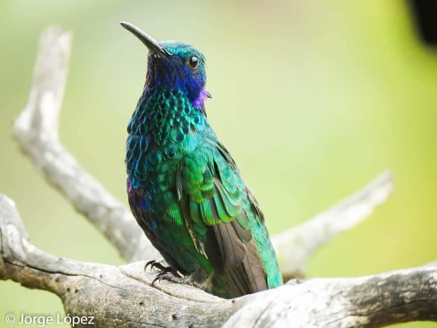 Salento: hike to learn about Birds - Who this Salento bird hike is best for