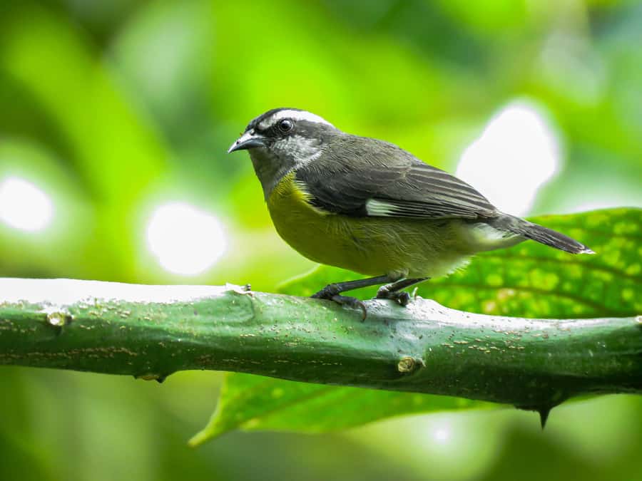 Salento: hike to learn about Birds - Should you book this Salento hike to learn birds?