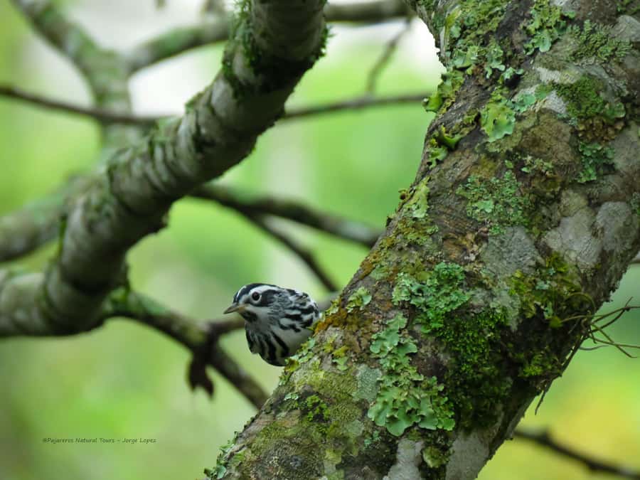 Salento: hike to learn about Birds - FAQ