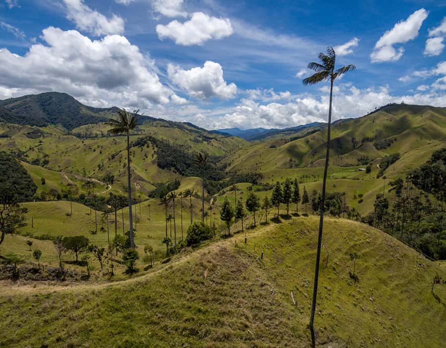 Salento: Private Cocora Valley, Salento & Coffee Farm Tour - The coffee farm walkthrough: from plantation to tasting cup