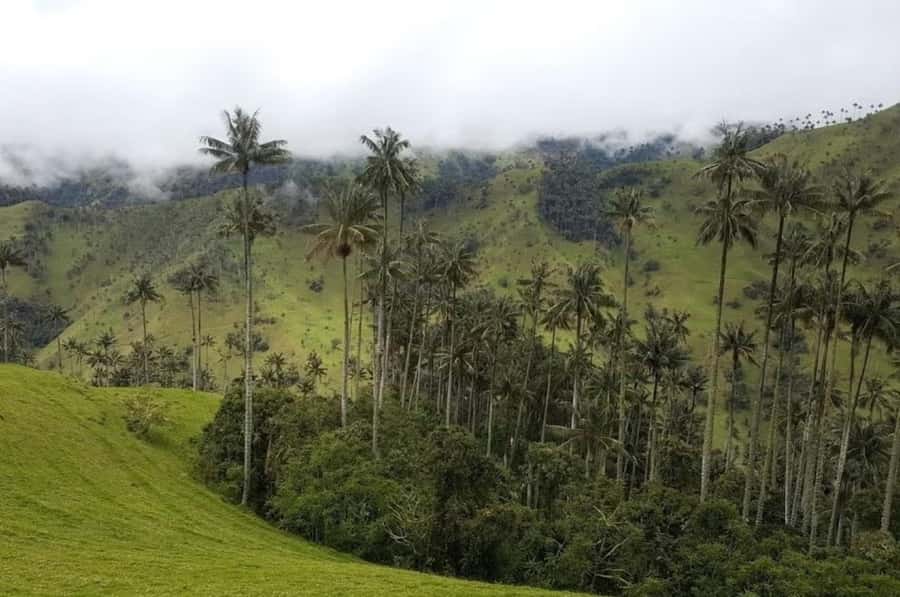 Salento: Salento & Cocora Valley Tour - The Nevados National Park viewpoint stop, and the moment it all clicks