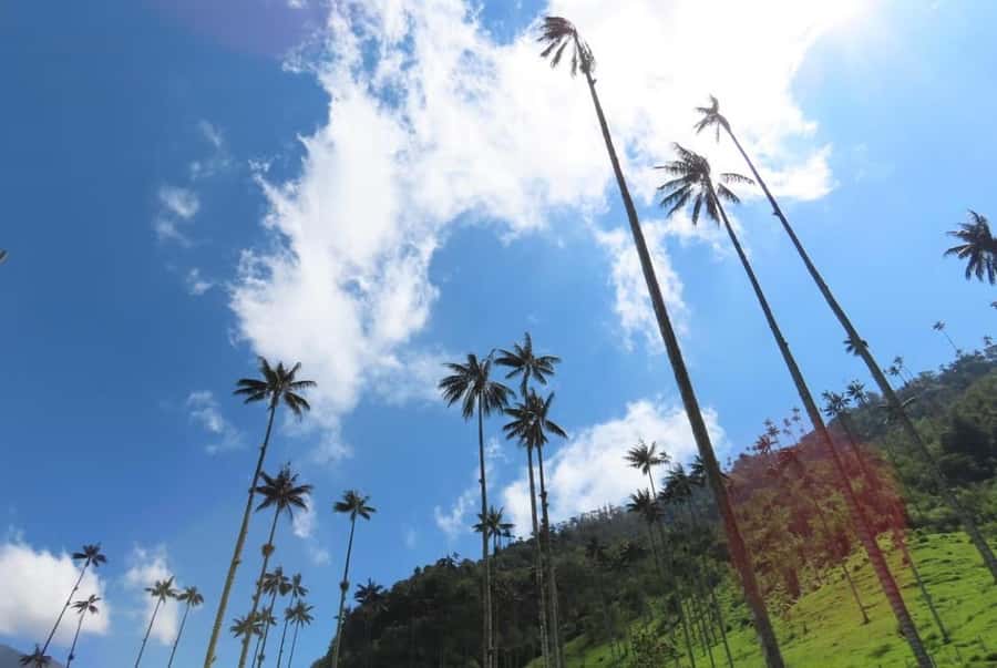 Salento: Salento & Cocora Valley Tour - Cocora Valley and the wax palms: what you’re really seeing