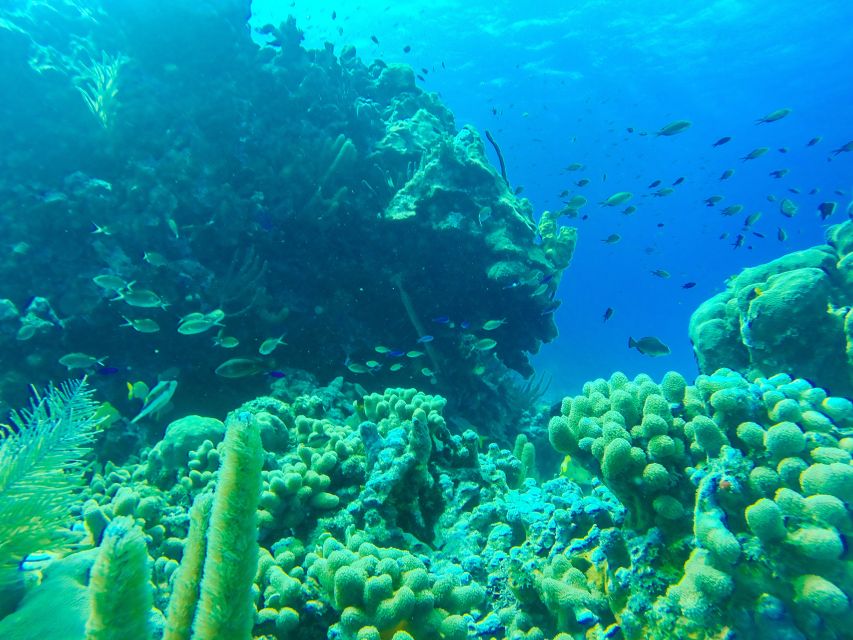 San Andrés: Guided Cays and Mangroves Tour - Language, timing, and weather can change the day
