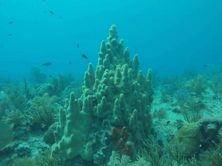 San Andres: Transfer by Boat + Natural Aquarium - Key Things I’d Book This For