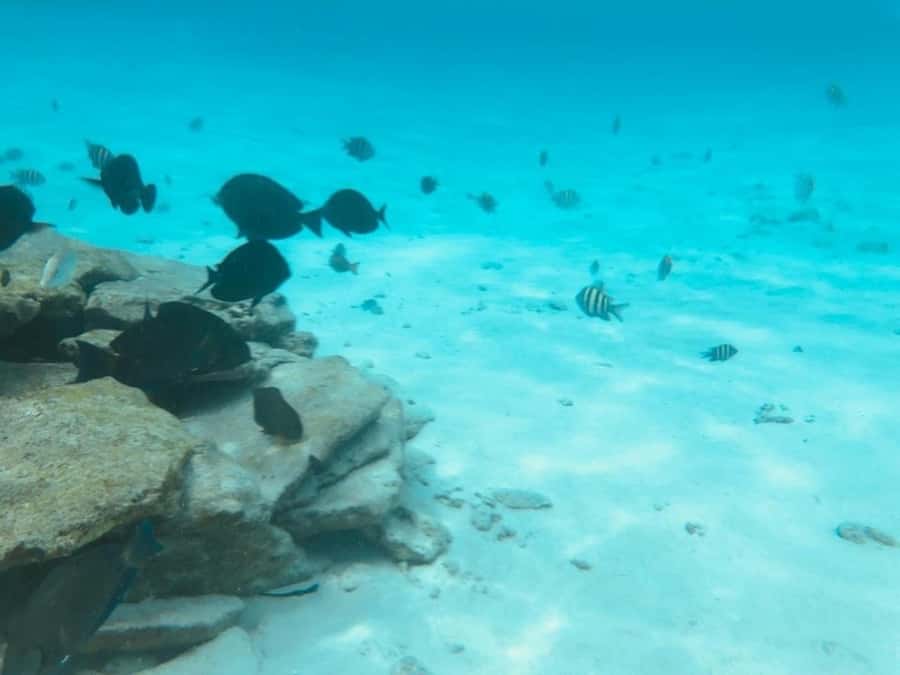 San Andres: Transfer by Boat + Natural Aquarium - Half-Day Free Time: Snorkeling, Starfish, and White Sand