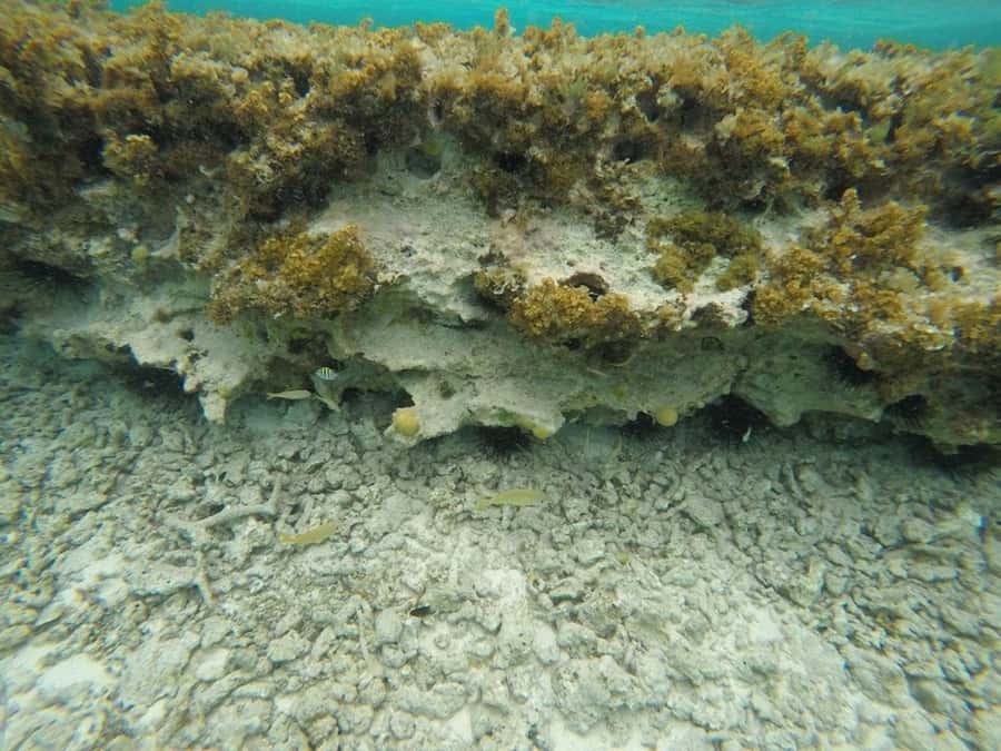 San Andres: Transfer by Boat + Natural Aquarium - Price and Value: Is $23 Fair for This Style of Day?