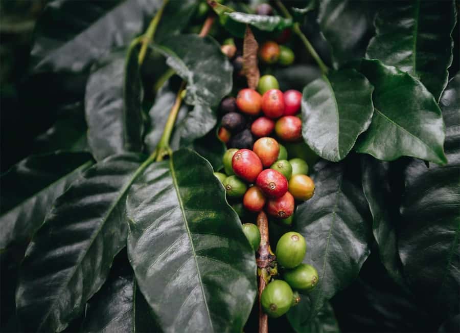 Santa Marta: Minca Coffee, Cocoa, & Waterfall Full-Day Trip - River pools and waterfall time, plus the bug reality