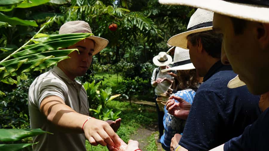 Santa Marta: Minca Coffee, Cocoa, & Waterfall Full-Day Trip - The coffee plantation hike: why the walking part is the point