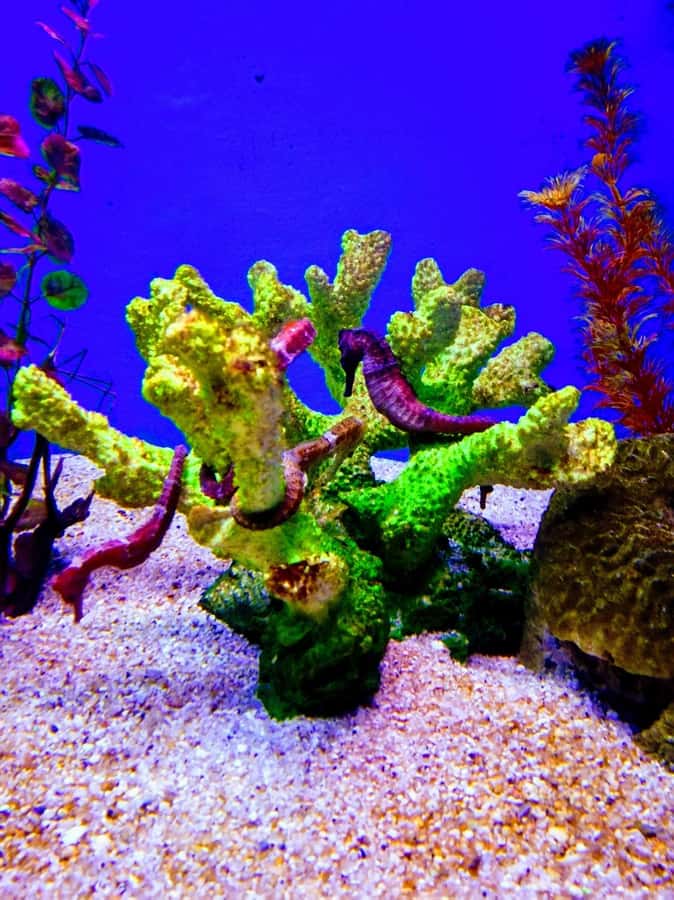SANTAMARTA: TOUR Combo boat taxi, aquarium, lunch, and white sand beach - Price and value: is $75 for 6 hours a smart buy?