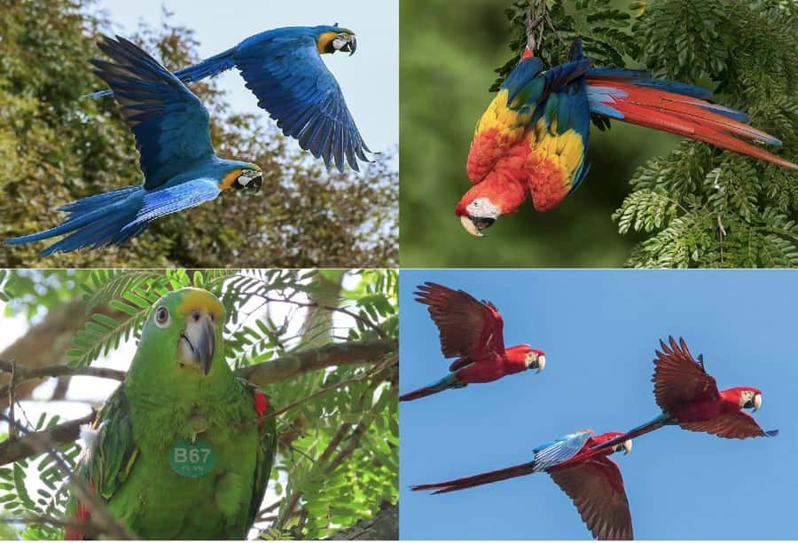 Scenic Horseback Ride in Tropical Mountain Reserve - The 15-kilometer horseback ride: wildlife spotting with real guidance