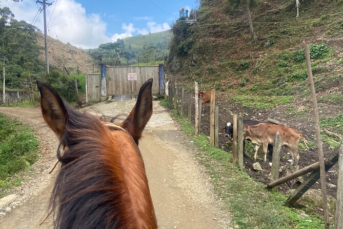 Scenic Horseback Riding in the Medellín Mountains - Group size, what it means for your day, and why patience helps