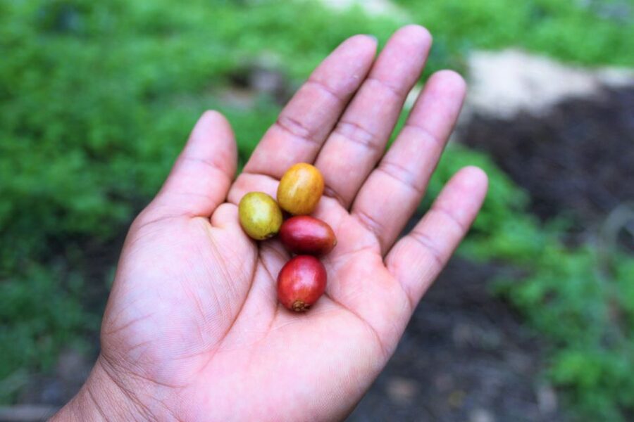 Tequendama Falls and Coffee Hacienda Day Trip from Bogotá - Tequendama Falls: a dramatic gorge with a tough reputation