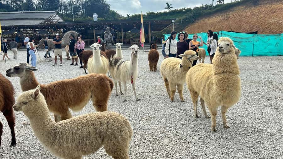 Tour Guatapé con visita a Granja de las Llamas y las Alpacas - Key highlights you should care about