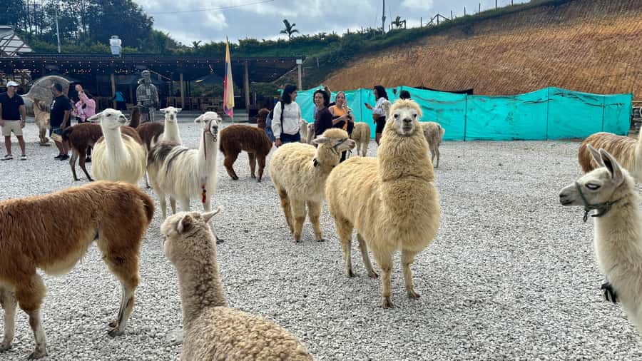 Tour Guatapé con visita a Granja de las Llamas y las Alpacas - The Peñol stone and climbing: what is included, what is extra