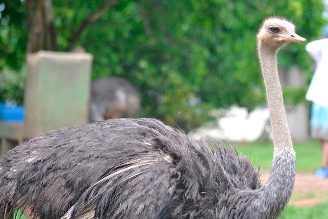 Tour to the Hacienda Nápoles Theme Park - Jurassic Park, African Museum, and the Safari-Style Zones