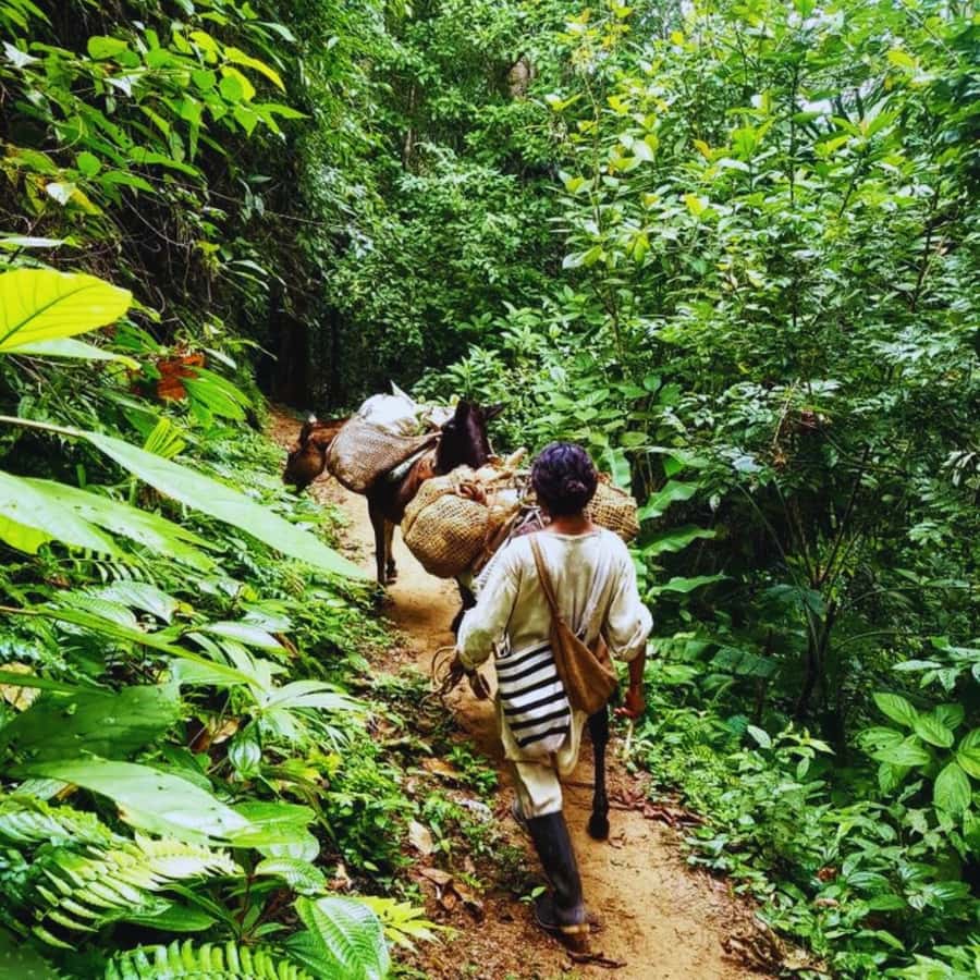 Trekking History and Indigenous Heritage in Minca + Cacao & Coffee + Waterfall - The hike route: historic trails and ecological variety