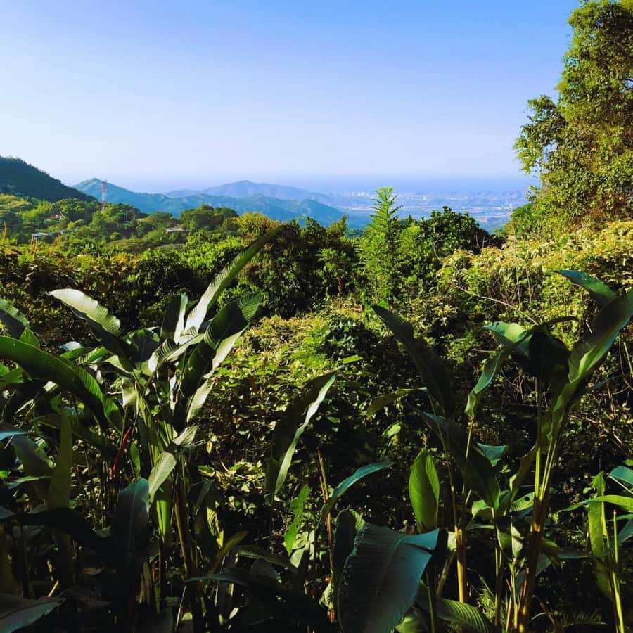 Trekking History and Indigenous Heritage in Minca + Cacao & Coffee + Waterfall - The Arhuaco cacao and coffee stop, and why it feels more personal than a typical farm tour